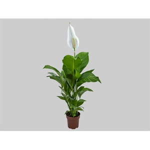 SPATH. COM FLOR P17