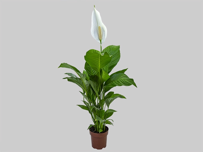 SPATH. COM FLOR P17