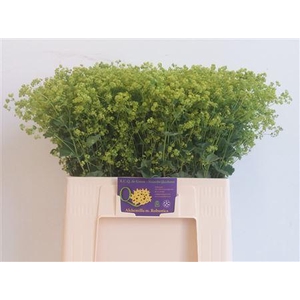 Alchemilla Robustica