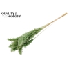 Fluffy Pampas 10pc/bunch Bleached Olive