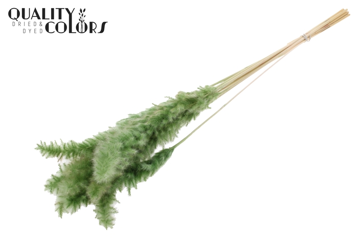 Fluffy Pampas 10pc/bunch Bleached Olive