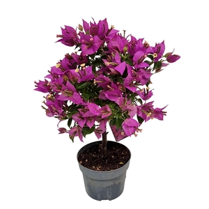 BOUGAINV ALEXANDRA