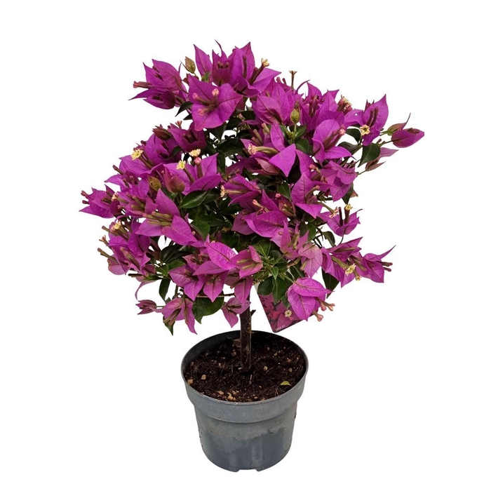 <h4>BOUGAINV ALEXANDRA</h4>