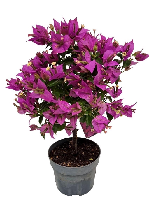 <h4>BOUGAINV ALEXANDRA</h4>