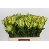 Leucadendron Goldstrike