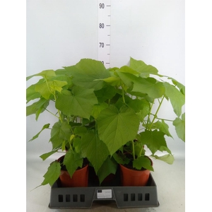 Sparrmannia africana