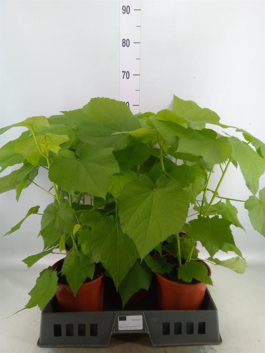 <h4>Sparrmannia africana</h4>