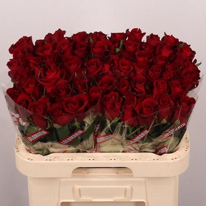 Rosa large ever red