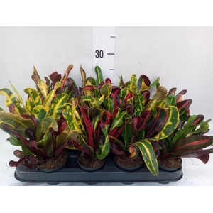 Codiaeum var. GR 'Mammi'