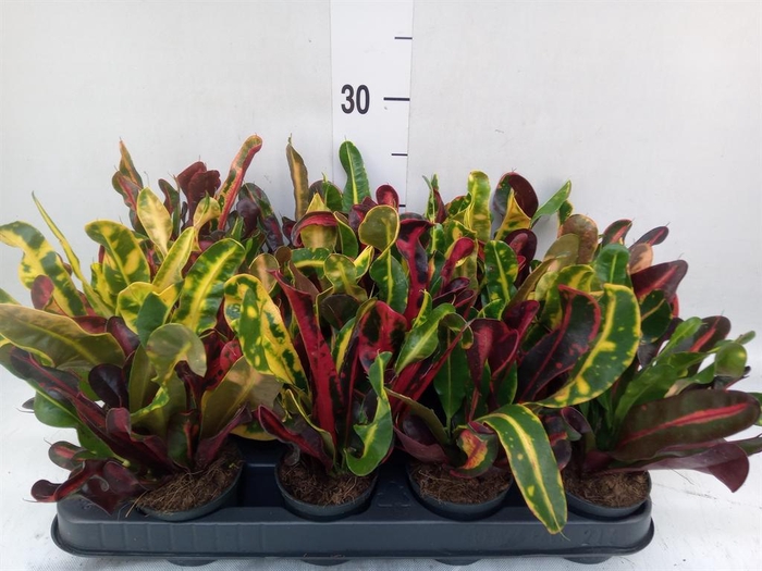 <h4>Codiaeum var. GR 'Mammi'</h4>