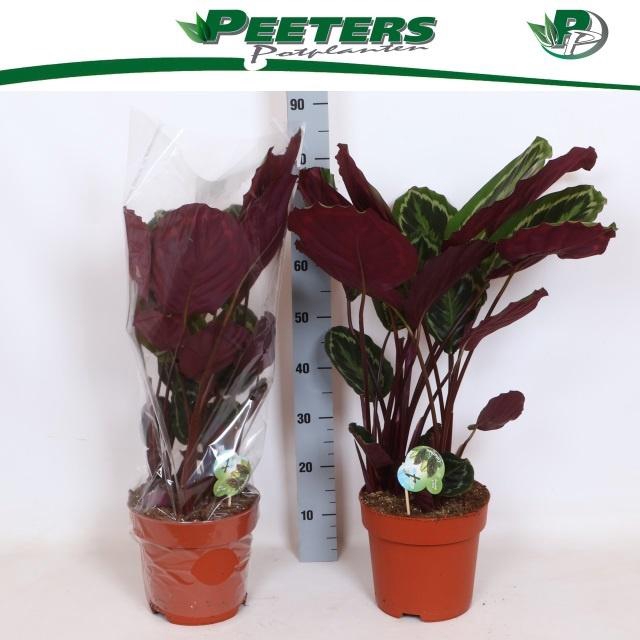 <h4>CALAT MEDALLION</h4>