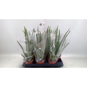 Aloe vera
