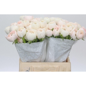 Ranunculus Clooney Hanoi