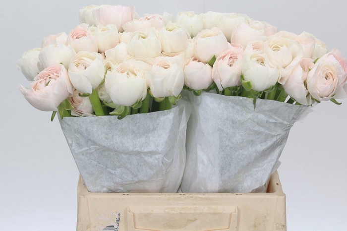 <h4>Ranunculus Clooney Hanoi</h4>