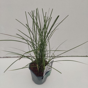 Graminées Miscanthus 'Gracillimus'