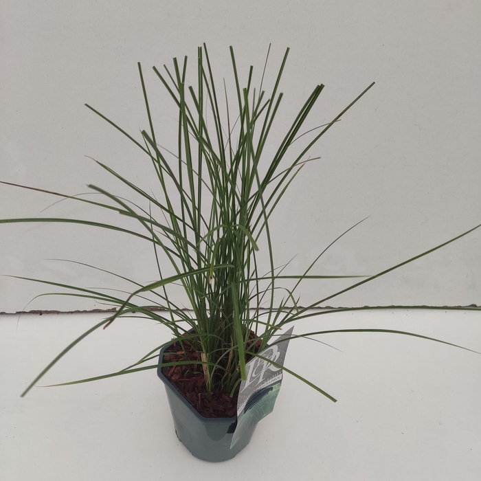 <h4>Graminées Miscanthus 'Gracillimus'</h4>