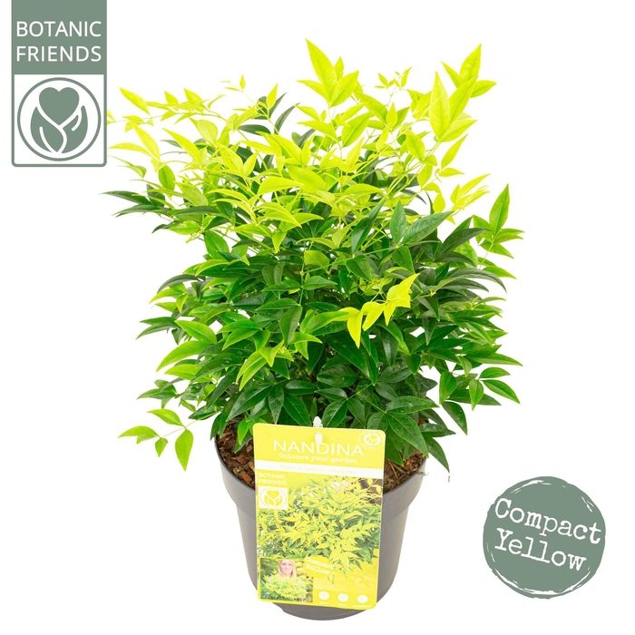 <h4>Nandina dom. 'Magical Lemon and Lime'</h4>