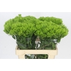 Dianthus Br Kiwi Mellow