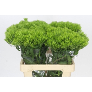 Dianthus Br Kiwi Mellow