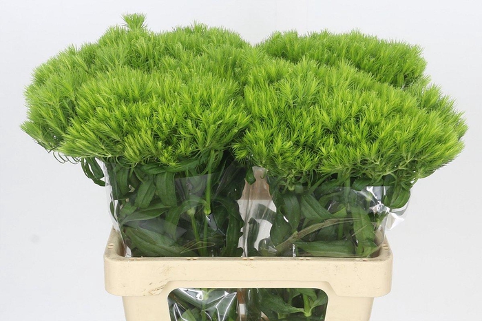 Dianthus Br Kiwi Mellow