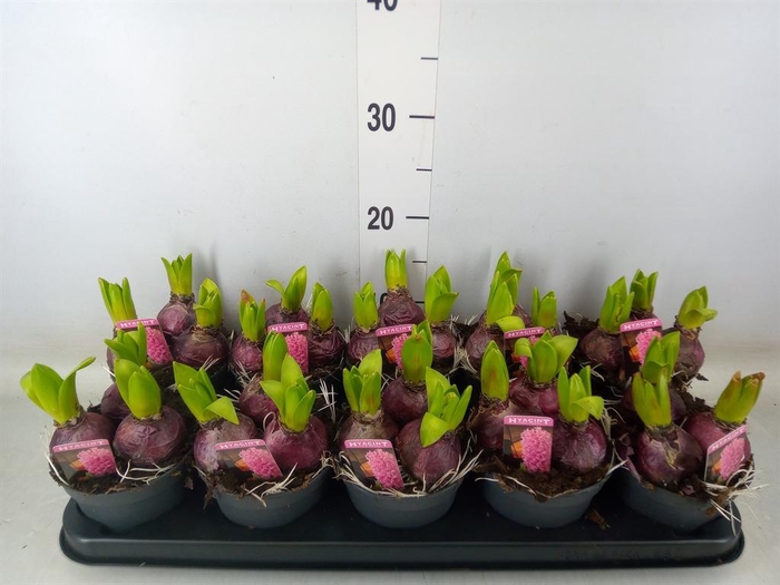 <h4>Hyacinthus orie. 'Pearl Pink'</h4>