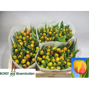 TU DU BELO HORIZONTE