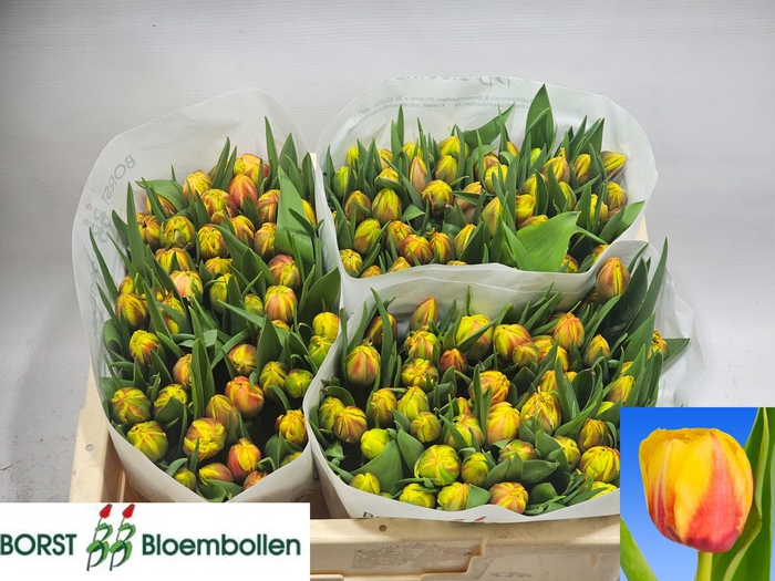 <h4>TU DU BELO HORIZONTE</h4>