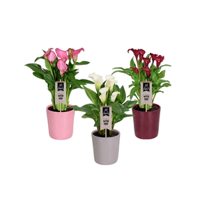 Zantedeschia gemengd Calla mix in Tico keramiek