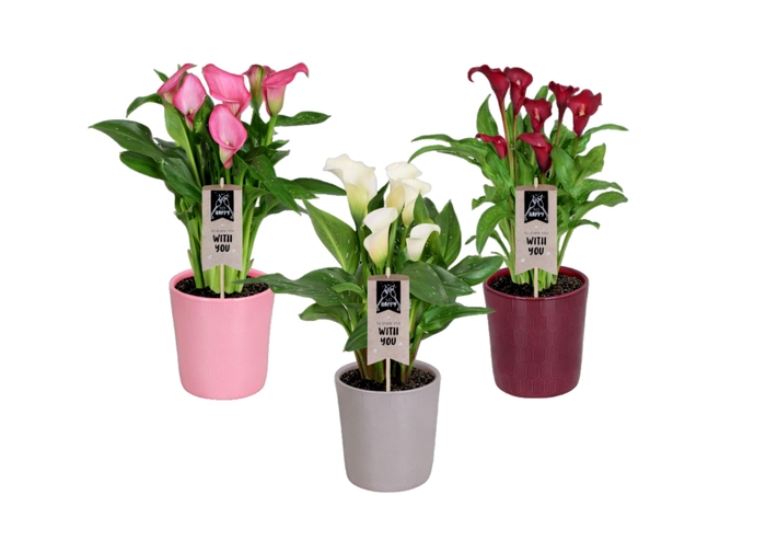 <h4>Zantedeschia gemengd Calla mix in Tico keramiek</h4>