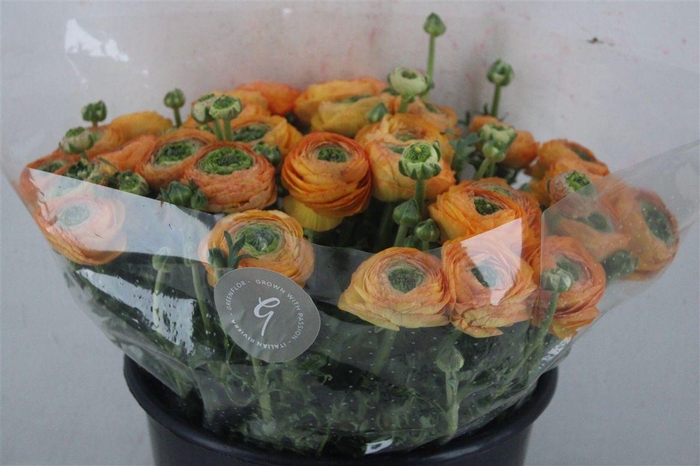 <h4>Ran Cloni Sup Honey</h4>