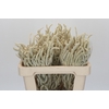Amaranthus Yearming Desert