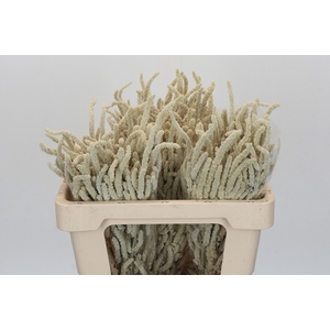 Amaranthus Yearming Desert