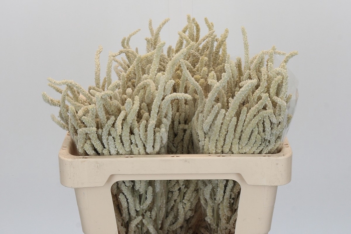 <h4>Amaranthus Yearming Desert</h4>