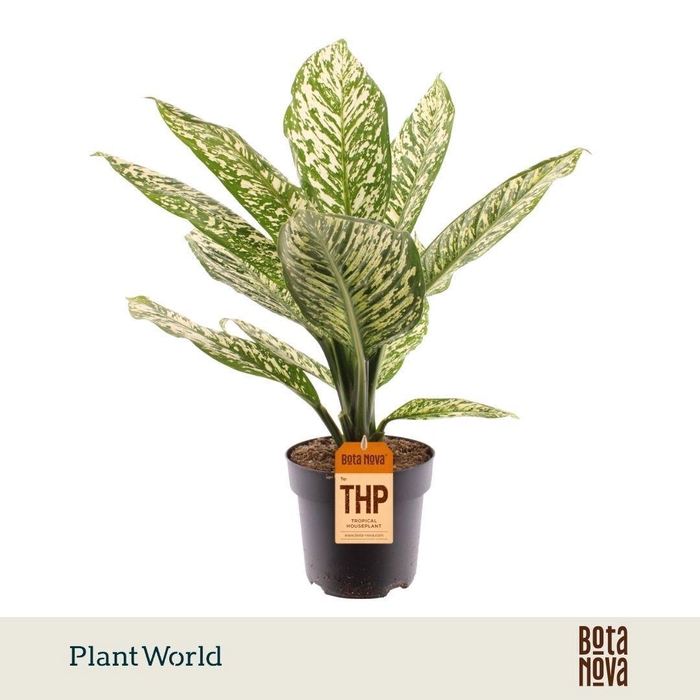<h4>Dieffenbachia 'White Etna'</h4>