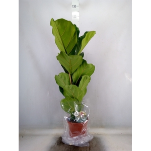 Ficus lyrata