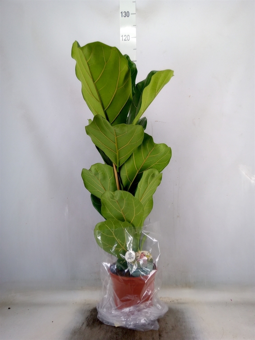 <h4>Ficus lyrata</h4>