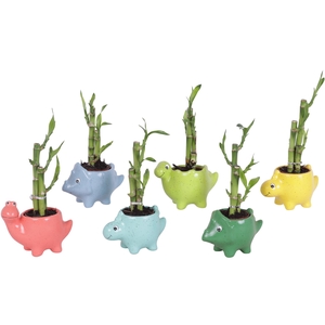 Thank you Teacher Lucky Bamboo Toef Ceramic Pot Dinosaur Ø12cm