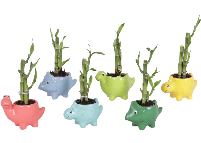 <h4>Thank you Teacher Lucky Bamboo Toef Ceramic Pot Dinosaur Ø12cm</h4>