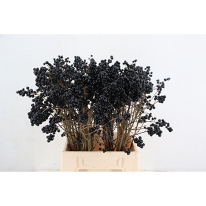 LIGU BLACK BERRY