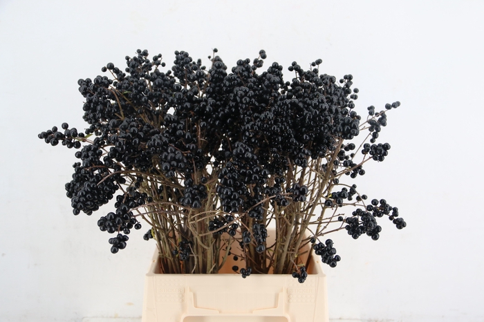 <h4>LIGU BLACK BERRY</h4>
