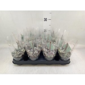 Ceropegia woodii 'Variegata'