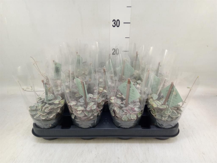 <h4>Ceropegia woodii 'Variegata'</h4>