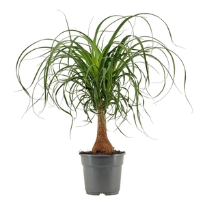 Beaucarnea recht 17 cm