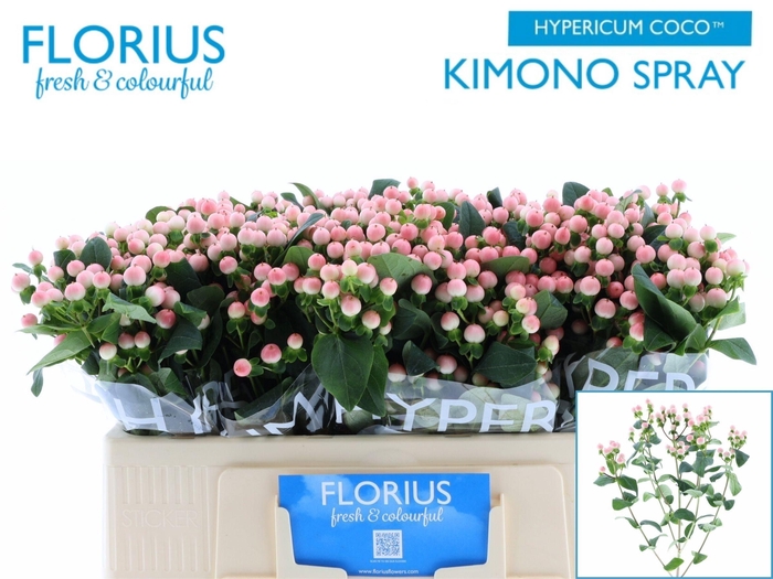 <h4>HYP COCO KIMONO</h4>