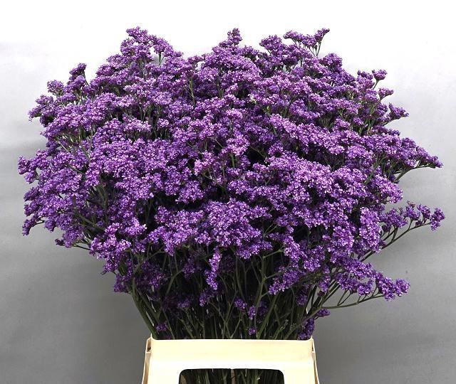 <h4>LIM OHIO BLUE</h4>