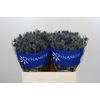 Eryngium Blue Dynamite