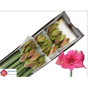 Hippeastrum pleasure