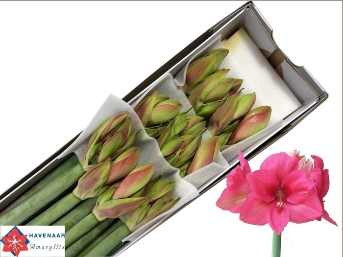 <h4>Hippeastrum pleasure</h4>