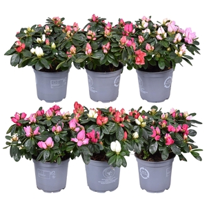 Azalea Vogel Carnaval 2 kleuren per pot, gemengd 12cm