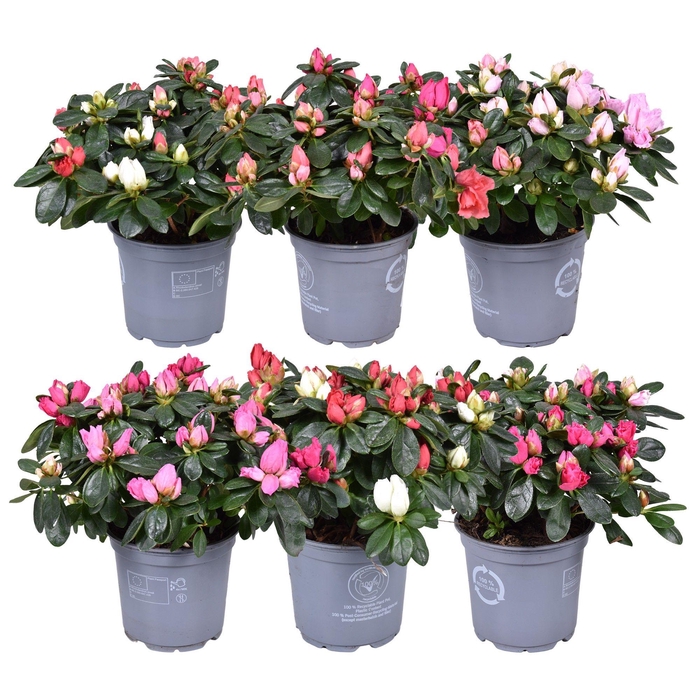 <h4>Azalea Vogel Carnaval 2 kleuren per pot, gemengd 12cm</h4>